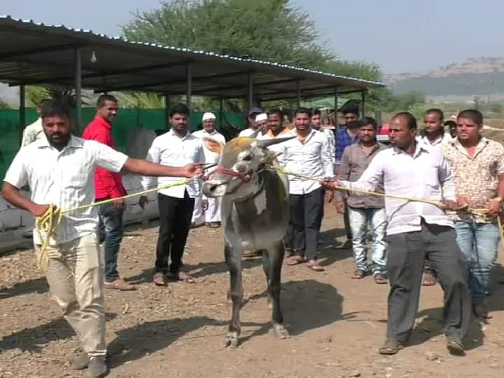 bullock cart race pune maval farmer purchase bull in rs 16 lack बैलगाडा शर्यतीवरील बंदी नवीन सरकार हटवेल या विश्वासापोटी खरेदी केला बैल, किंमत पाहून थक्क व्हाल