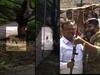 औरंगाबाद : अखेर सहा तासानंतर बिबट्याला जेरबंद करण्यात वनविभागाला यश