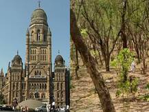 मुंबईत एका झाड लावण्यासाठी किमान 59 हजार रुपयांचा खर्च, 33 कोटी वृक्षलागवडीचा संकल्प महापालिकेला डोईजड