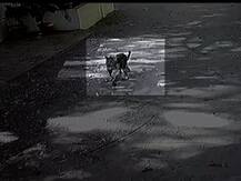 मुंबईत रहिवासी वस्तीत बिबट्याचा सर्रास वावर; नागरिक भीतीच्या छायेत