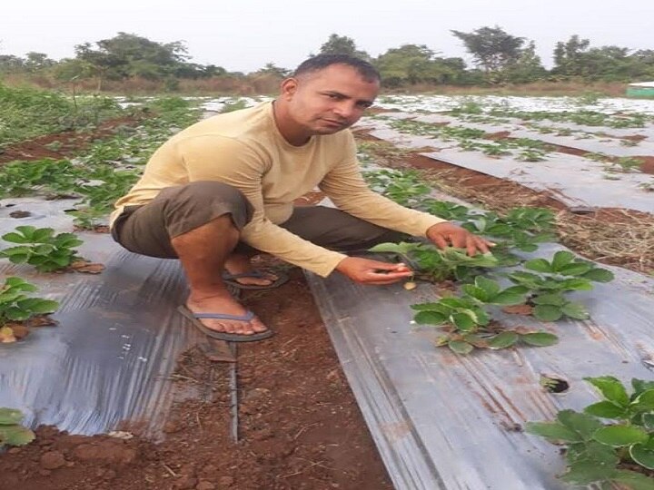farmer from hariyana Cultivated strawberry crop in his farm हरियाणाच्या शेतकऱ्याची किमया ; डहाणूत पिकवली स्ट्रॉबेरी