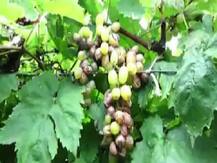 बदलत्या हवामानाचा नाशिक जिल्ह्यातील शेतकऱ्यांना फटका; टोमॅटो, द्राक्ष पीक संकटात