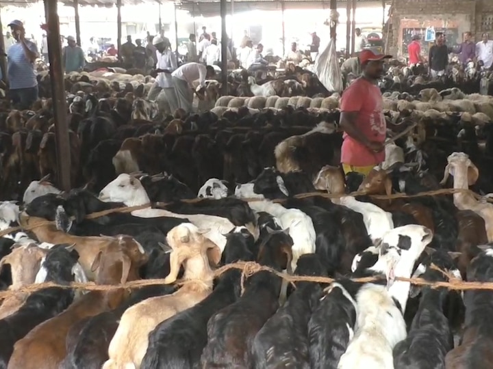 goat sellers arrived from all over the state in Kalyan अवकाळी पावसामुळे बकऱ्यांचा तुटवडा, राज्यभरातून मटण विक्रेते कल्याणमध्ये