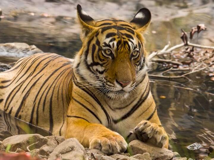 संजय गांधी नॅशनल पार्कमध्ये 'सुलतान' वाघाचं आगमन! Sultan tiger came in sanjay gandhi national park in borivali संजय गांधी नॅशनल पार्कमध्ये 'सुलतान' वाघाचं आगमन!