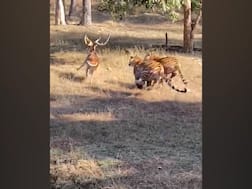 चार वाघांकडून एका हरणाची शिकार, थरारक दृष्य कॅमेरात कैद