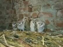 घुबडांच्या संवर्धनासाठी पंधरा वर्षांपासून धडपड करणारा अवलिया