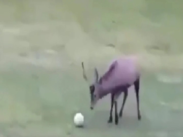 Deer play football after goal teaches life lesson Video : चक्क फुटबॉल खेळताना दिसलं हरिण; गोल केल्यानंतर मारल्या उड्या