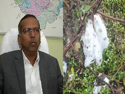 अवकाळी पाऊस, गारपिटीमुळे नागपुरात 22 हजार हेक्टर शेतीचे नुकसान : जिल्हाधिकारी