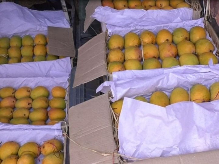 Winter and heat waves affected alphonso mango and cashew in konkan यंदा हापूस उशिराने येणार, किमंतही वाढणार! हवामान बदलाचा आंबा आणि काजू उत्पादनावर परिणाम