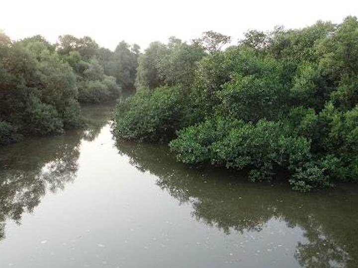 137 trees may cut for washi khadi bridge वाशी खाडी पूल उभारण्यासाठी 137 झाडांवर कुऱ्हाड