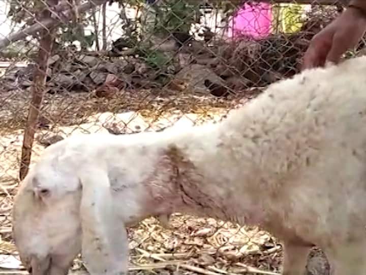 उपमुख्यमंत्री अजित पवारांच्या काटेवाडीत बिबट्याचा धुमाकूळ; शेतकऱ्यांमध्ये भीतीचं वातावरण bibatya attack at katewadi area baramati talulka one goat injured उपमुख्यमंत्री अजित पवारांच्या काटेवाडीत बिबट्याचा धुमाकूळ; शेतकऱ्यांमध्ये भीतीचं वातावरण