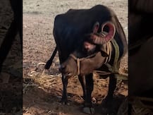 म्हशीला कुत्रं चावल्यानं संपूर्ण गाव दवाखान्यात, कोल्हापूरातील अजब घटना