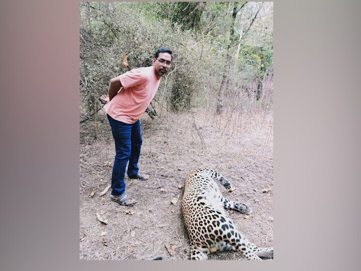 2 leopards 2 bears die near ordnance factory chandarapur selfie goes viral चंद्रपुरात मृत वन्यजीवांसोबत फोटो काढण्याचा किळसवाणा प्रकार
