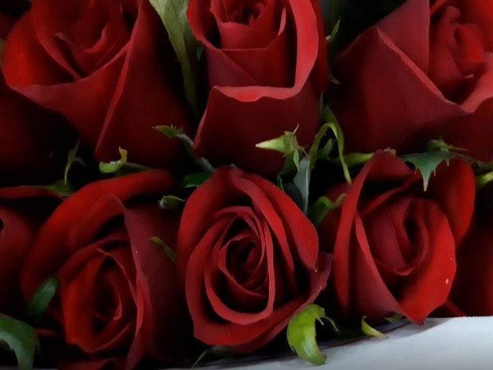 Rose production fell this year; couple have to pay Rs 30 to 50 per rose this Valentines Day व्हॅलेन्टाईन्स डेला प्रेम महागणार, गुलाबाचं उत्पादन घटलं; एक गुलाब तब्बल 30-50 रुपये!