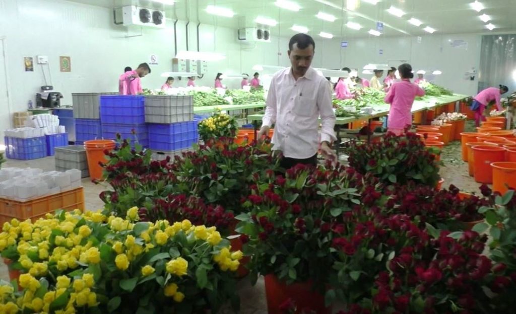 व्हॅलेन्टाईन्स डेला प्रेम महागणार, गुलाबाचं उत्पादन घटलं; एक गुलाब तब्बल 30-50 रुपये!