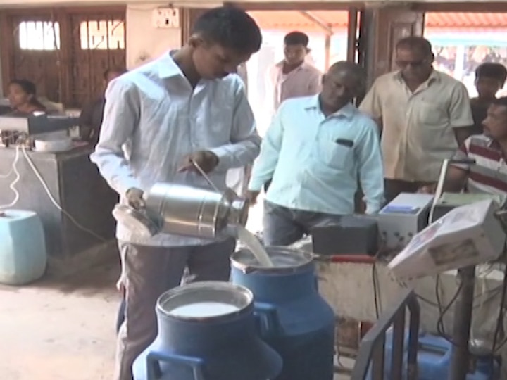 Milk production redused by three lakh liters due to flood in Sangli महापुरामुळे सांगलीतील दूध उत्पादन तीन लाख लिटरने घटलं!