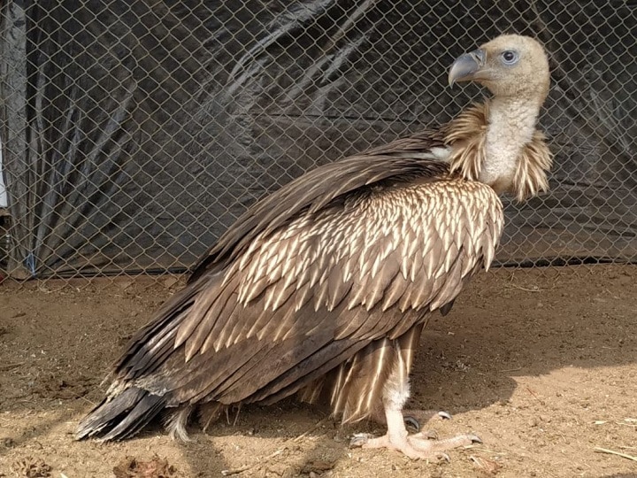  Unique Vulture in the Beed district globally बीड जिल्ह्यात जागतिकदृष्ट्या अतिशय चिंताजनक प्रजातीचे गिधाड