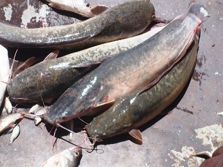 Dangerous Mangur walking catfish, Magur fish to be destroyed by government  धोकादायक आफ्रिकन मांगूर मासे 10 दिवसात संपवण्याचं सरकारचं लक्ष्य