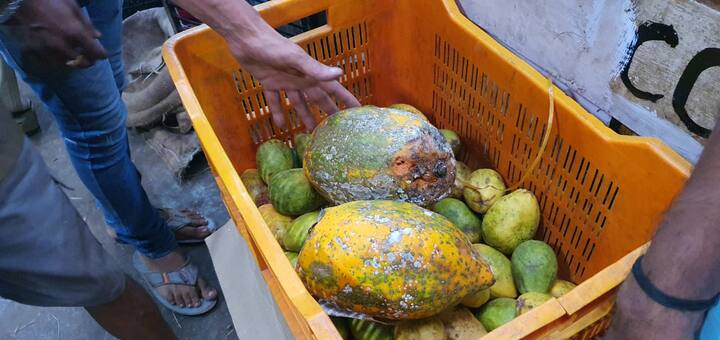 म्हापशात काल रासायनिक प्रक्रिया करून पिकवलेली केळी जप्त करून नष्ट करण्यात आली होती.