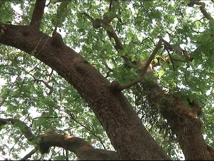 Shiv Sena axes BMC Commissioner's authority no tree can be cut without permission शिवसेनेकडून बीएमसी आयुक्तांच्या अधिकारावर कुऱ्हाड, परवानगीशिवाय एकही झाड तोडता येणार नाही