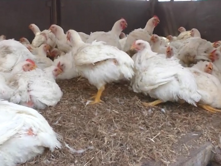 Rumors of Corona virus on social media Poultry farm business in trouble  Coronvirus Effect | कोरोना व्हायरसच्या अफवांमुळे पोल्ट्री व्यवसाय धोक्यात