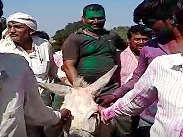 Beed - Son in law rides a donkey in holi, dhulivandan procession in Vida village बीडच्या विडा गावातील अनोखी प्रथा, धुलिवंदनाला जावयाची गाढवावरुन मिरवणूक