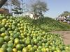 CoronaVirus Effect | कोरोनाच्या फटक्याने जालन्याच्या मोसंबीचे भाव गडगडले