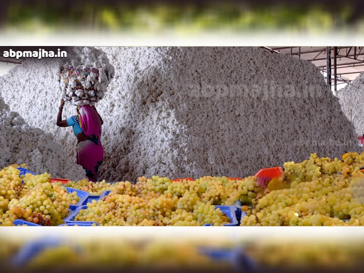 Coronavirus effect on grapes and cotton farmers Coronavirus कोरोनाचा शेतकऱ्यांना फटका, ३० कंटेनर द्राक्ष पडून तर कापसाची निर्यात ठप्प