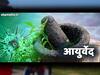 Coronavirus | कोरोना व्हायरसपासून दूर राहण्यासाठी लोक आयुर्वेदाकडे; भीमसेन कापूर, तुरटी अन् निलगिरी तेलाला मागणी