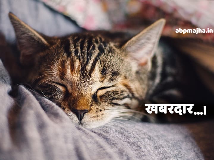 cats can spread coronavirus says research coronavirus | मांजरालाही होऊ शकतो कोरोना : रिसर्च