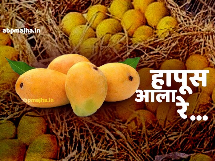 relief to Hapus mangoes farmers of Ratnagiri हापूस उत्पादक शेतकऱ्यांना दिलासा, रत्नागिरीतून 5 हजार पेट्या रवाना
