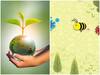 World Earth Day | 'वर्ल्ड अर्थ डे'ला 50 वर्ष पूर्ण! गुगलने मधमाशांना समर्पित केलं खास डुडल