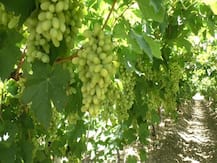 पंढरपुरात कोरोना संकटातही द्राक्ष उत्पादक शेतकऱ्यांची कोट्यवधींची उलाढाल, विकली 800 कोटींची द्राक्षे