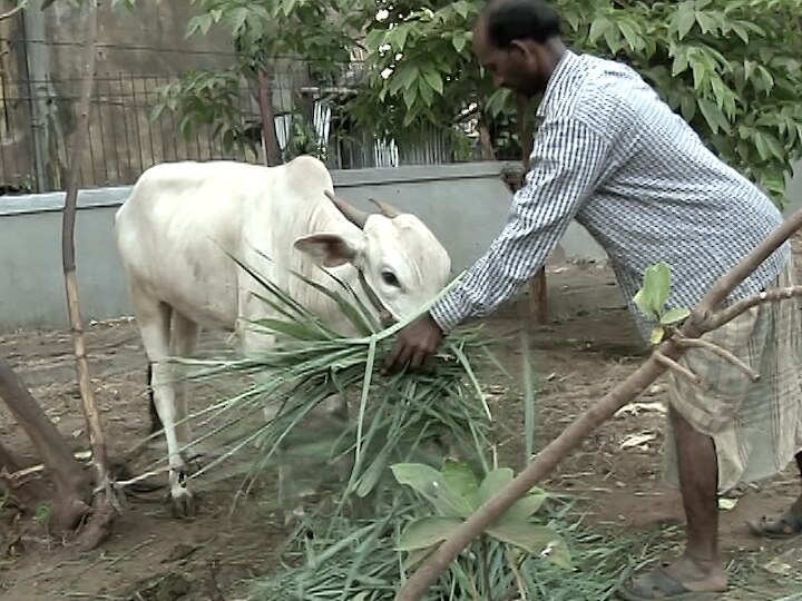 नंदीबैलाचा खेळ करणारी अनेक कुटुंब मुंबईत अडकली, बैलांच्या चाऱ्यासह पोटापाण्याचा सवाल