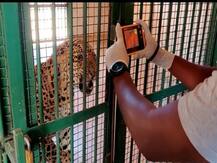 coronavirus | कोरोनाच्या उपाययोजनांसोबत 'बिबट्या' ही जगतोय!