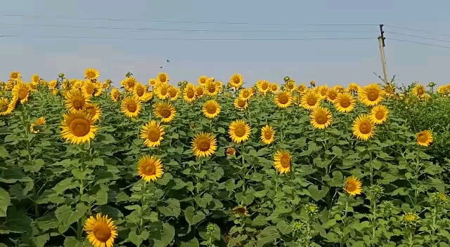 सद्यस्थितीत पोषक वातावरणामुळे शेत-शिवारात सूर्यफुलाचे पीक डौलात बहरले आहे. (फोटो -दिगंबर काळेकर, उंबरडा बाजार, वाशिम)