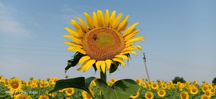 General Knowledge: क्यों हमेशा सूर्य की दिशा में ही घूमता है सूरजमुखी का फूल? जानिए इसका कारण General Knowledge sunflower rotate in the direction of the sun reason General Knowledge: क्यों हमेशा सूर्य की दिशा में ही घूमता है सूरजमुखी का फूल? जानिए इसका कारण