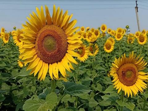 उन्हाळी पिकाला पर्याय, उत्पन्नात भर; वाशिममध्ये शेतशिवारात बहरले सूर्यफूल! उन्हाळी पिकाला पर्याय, उत्पन्नात भर; वाशिममध्ये शेतशिवारात बहरले सूर्यफूल!