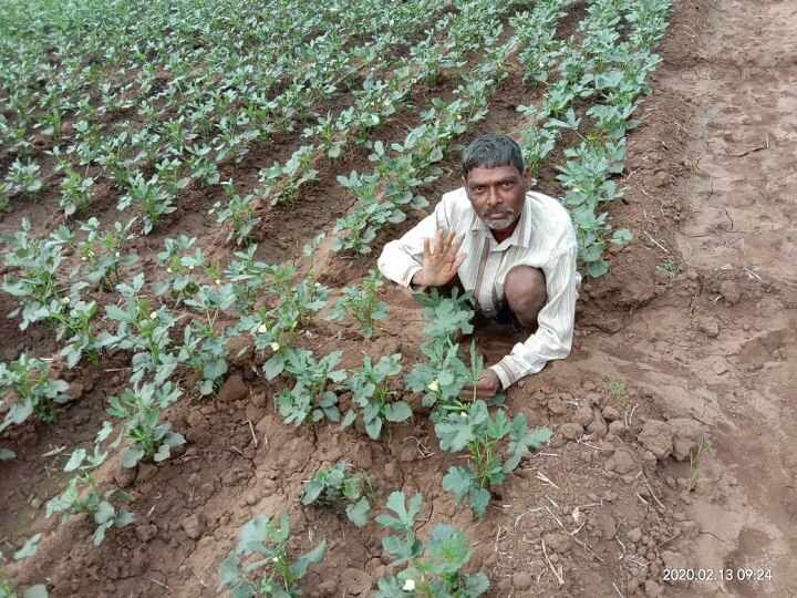 Okra cultivation on 50 acres by taking loans in shahapur taluka कर्ज काढून 50 एकरात भेंडीची लागवड; बाजारभाव न मिळाल्याने शेतात जनावरे सोडण्याची वेळ