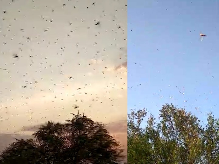 locusts come from pakistan, entry in nagpur vidrabha, threat to 5 lakh acres vertical crops in india पाकिस्तानातील टोळधाडीची महाराष्ट्रात एन्ट्री, मध्यप्रदेशमार्गे नागपुरात पोहोचलं संकट, शेतकऱ्यांना धास्ती