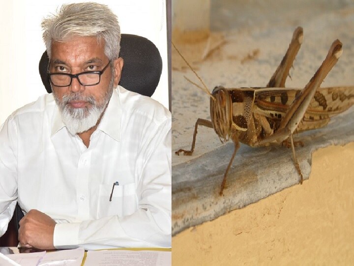 Drone spraying to control locusts crisis, Agriculture Minister Dada Bhuse says टोळधाडीचं संकट नियंत्रणात आणण्यासाठी ड्रोनद्वारे फवारणी : कृषीमंत्री