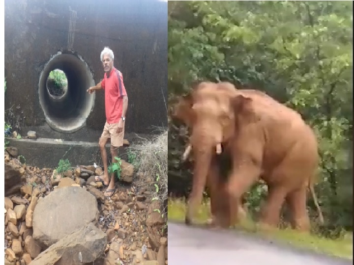 Elephant chases three people in anger at Sindudurg सिंधुदुर्गातील मोर्ले गावात हत्तीकडून तिघांचा पाठलाग, पुलाच्या पाईपमध्ये लपून बसल्याने जीव वाचला