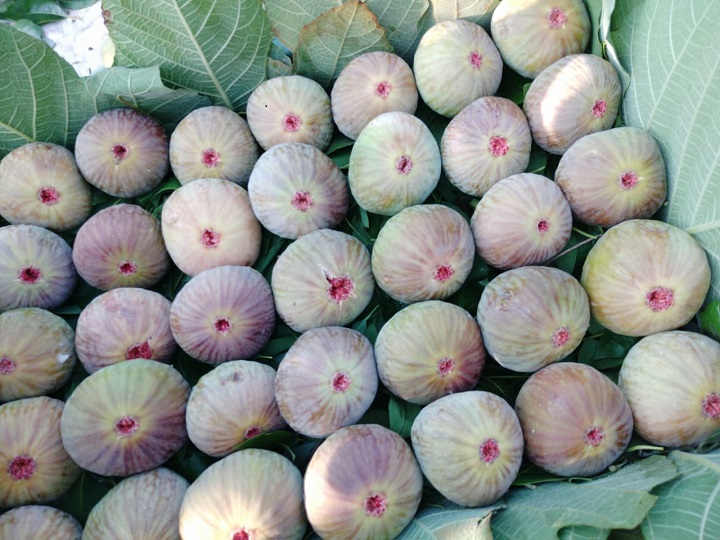 लॉकडाऊनच्या अडीच महिन्यांत विकले तब्बल 20 टन अंजीर coronavirus effect 20 tons of figs sold in two and a half months of lockdown