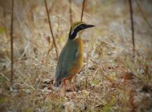 पालघर जिल्ह्यात समुद्र किनारी पाहुण्या पक्ष्यांची हजेरी, पक्षी मित्रांसाठी पर्वणी