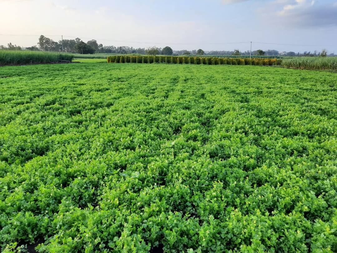 एका एकरातील कोथिंबिरीच्या विक्रीतून तब्बल साडेचार लाख रुपये, बारामतीमधील शेतकऱ्यांची छप्पर फाड़ कमाई Farmers in Baramati earns 4.5 lakh from one acre coriander crop during lockdown एका एकरातील कोथिंबिरीच्या विक्रीतून तब्बल साडेचार लाख रुपये, बारामतीमधील शेतकऱ्यांची छप्पर फाड़ कमाई