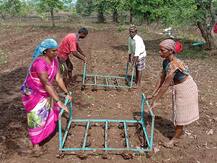 भात लागवडीवर होणारा वारेमाप खर्च वाचवण्यासाठी शेतकऱ्याकडून SRT तंत्रज्ञानाचा वापर