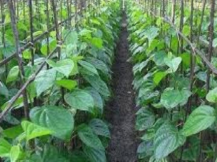 leaf farming farmer still in lockdown पानमळ्याचा शेतकरी आजही लॉकडाऊन मध्येच!
