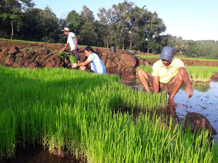 Monsson Update Farmers is worried In Ratnagiri district  rice crop रत्नागिरी जिल्ह्यात पावसानं पाठ फिरवल्यानं बळीराजा चिंतेत; भातशेतीच्या लावणीवर परिणाम