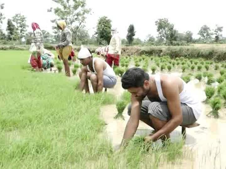 उद्याचे भविष्य घडवणाऱ्या शिक्षकांवर शेतात राबण्याची वेळ! Time of starvation on unaided teachers in Gondia district उद्याचे भविष्य घडवणाऱ्या शिक्षकांवर शेतात राबण्याची वेळ!