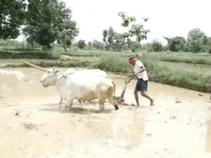 उद्याचे भविष्य घडवणाऱ्या शिक्षकांवर शेतात राबण्याची वेळ!